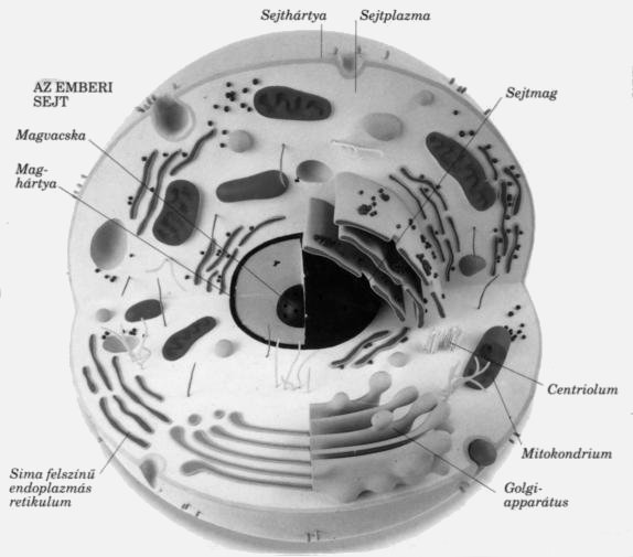 A sejt szerkezete